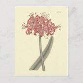 Botanische Illustration Postkarte (Vorderseite)