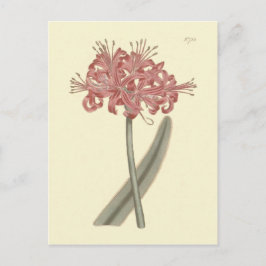 Botanische Illustration Postkarte