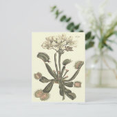 Botanische Illustration Venus Flytrap Postkarte (Stehend Vorderseite)