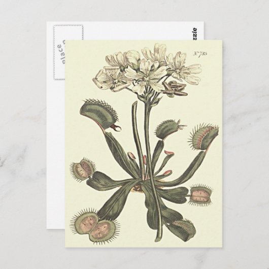 Botanische Illustration Venus Flytrap Postkarte (Vorne/Hinten)