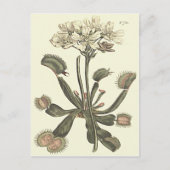 Botanische Illustration Venus Flytrap Postkarte (Vorderseite)