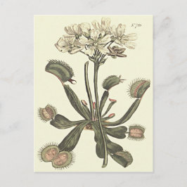 Botanische Illustration Venus Flytrap Postkarte