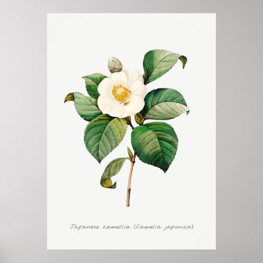 Botanische Illustration Vintag Japanisch Kamelien Poster (Vorne)