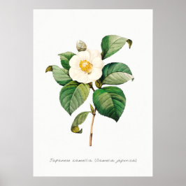 Botanische Illustration Vintag Japanisch Kamelien Poster