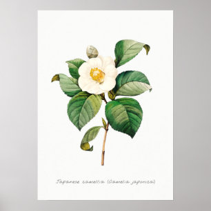Botanische Illustration Vintag Japanisch Kamelien Poster