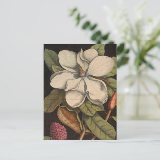 Botanische Illustration Vintag White Magnolia Postkarte