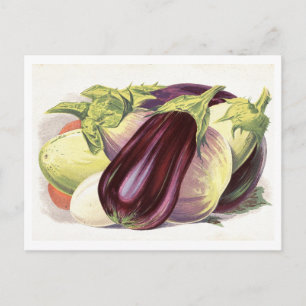 Botanische Illustration von Aubergine Postkarte