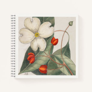 Botanische Illustration von Hartriegel aus dem 18. Notizblock
