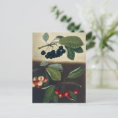 Botanische Illustration von Kirschen Postkarte (Stehend Vorderseite)