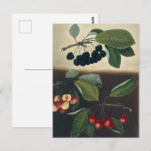 Botanische Illustration von Kirschen Postkarte (Vorne/Hinten)