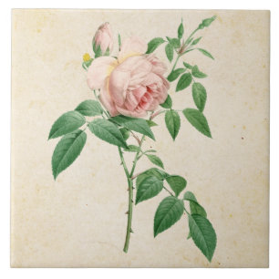 Botanische Illustration von Rosa indica fragrans Fliese