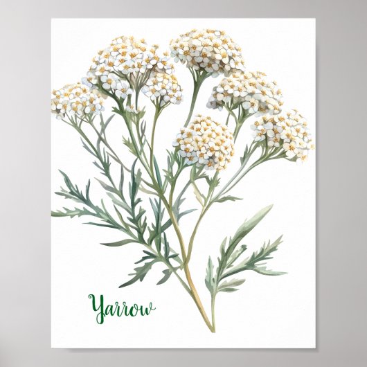 Botanische Illustration von Schafgarbe im Vintage- Poster (Vorne)