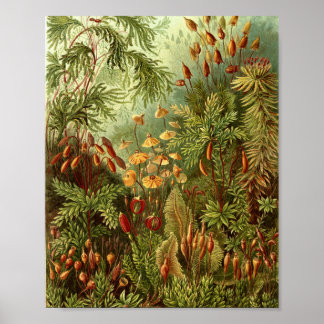 Botanische Illustration von Vintage-Moosen Poster