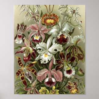 Botanische Illustration von Vintage-Orchideen Poster