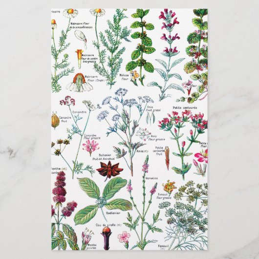 Botanische Illustrationen Briefpapier (Vorderseite)