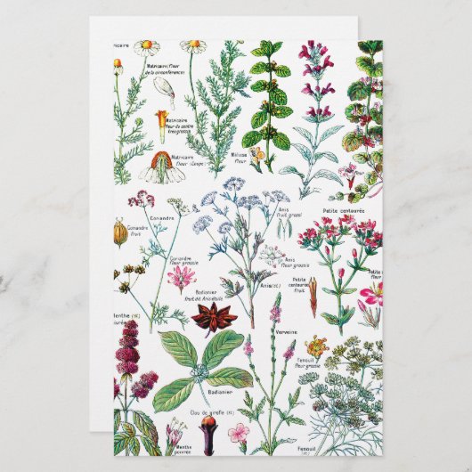 Botanische Illustrationen Briefpapier (Vorne/Hinten)