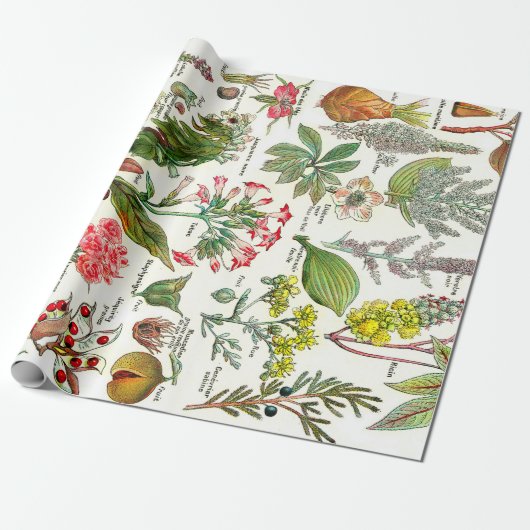 Botanische Illustrationen Geschenkpapier (Ungerollt)