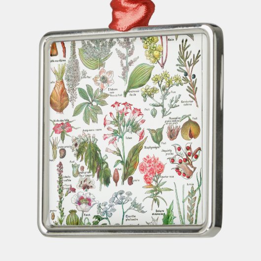 Botanische Illustrationen Silbernes Ornament (Links)