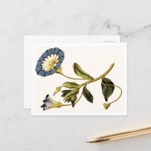 Botanische Illustrationen von Curtis Postkarte