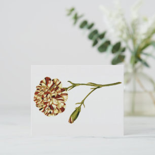 Botanische Illustrationen von Curtis Postkarte