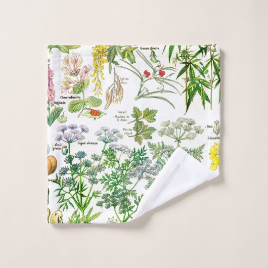Botanische Illustrationen Waschlappen (Waschlappen)
