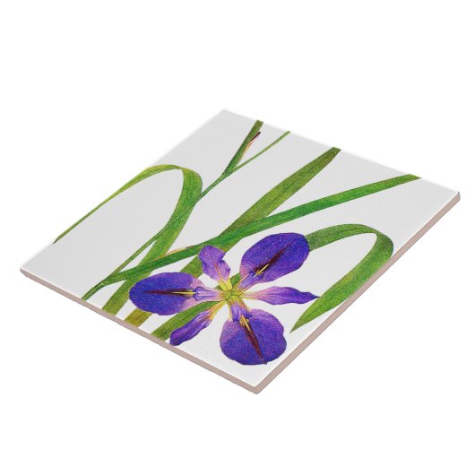 Botanische Iris-Blumen Redoute Blumengarten Fliese (Seite)