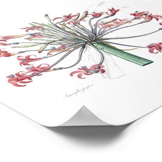 BOTANISCHE "JOSEPHINE'S LILY" REDOUTÉ POSTER (Ecke)