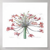 BOTANISCHE "JOSEPHINE'S LILY" REDOUTÉ POSTER (Vorne)