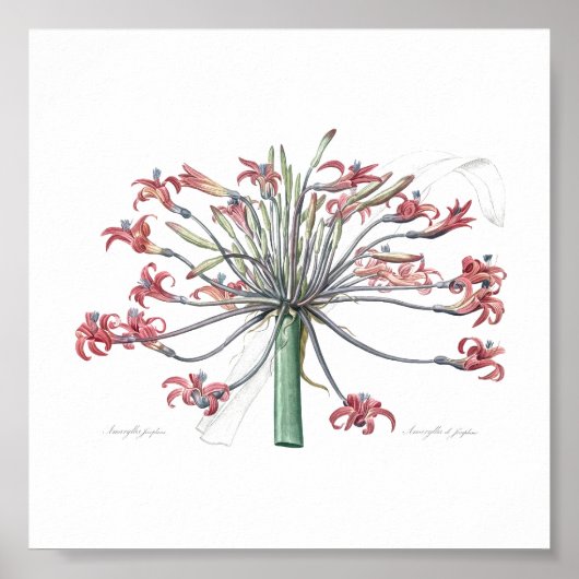 BOTANISCHE "JOSEPHINE'S LILY" REDOUTÉ POSTER (Vorne)