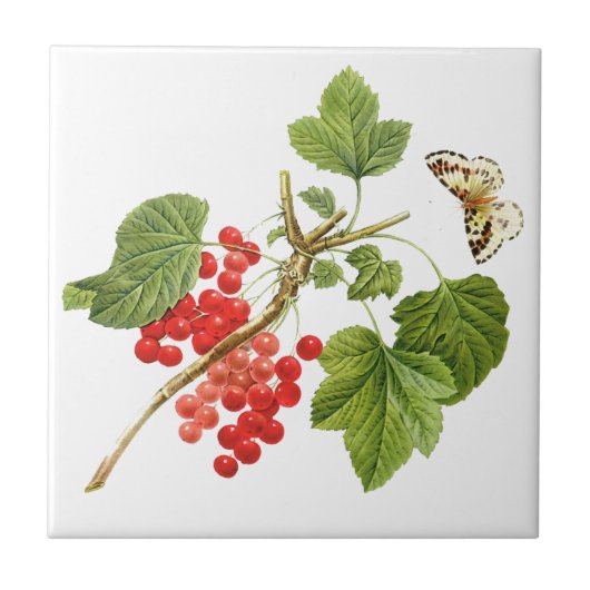 Botanische Keramik Fliese (Vorderseite)