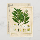 Botanische Kräuterpflanze der Vintagen medizinisch Postkarte (Vorne/Hinten)
