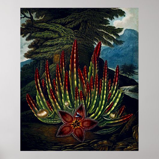 Botanische Kunst Der Tempel der Flora Stapedia Poster (Vorne)