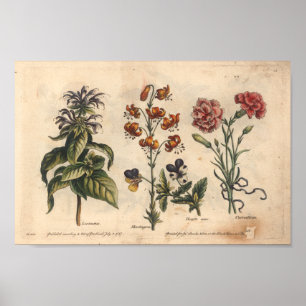 Botanische Kunst-Druck-Gartennelke der Blumen-1757 Poster