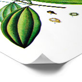 Botanische Kunst: Illustration der Cinnamon-Pflanz Poster (Ecke)