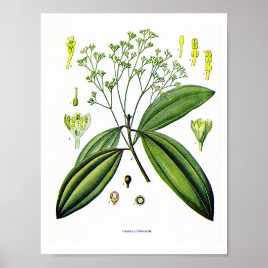 Botanische Kunst: Illustration der Cinnamon-Pflanz Poster (Vorne)