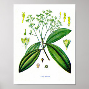 Botanische Kunst: Illustration der Zimt-Pflanze Poster