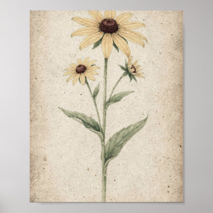 Botanische Kunst mit Stängeln der Schwarzäugigen S Poster