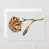 Botanische Kuriositäten Postkarte (Vorne/Hinten)