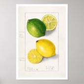BOTANISCHE "LEMONS" AMANDA ALMIRA NEWTON POSTER (Vorne)