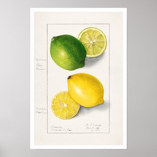 BOTANISCHE "LEMONS" AMANDA ALMIRA NEWTON POSTER (Vorne)