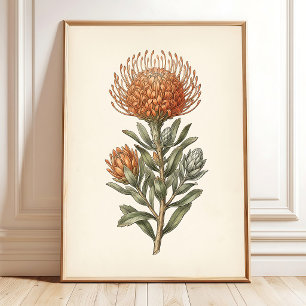 Botanische Leucospermum Cottage-Wandkunst Poster