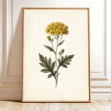 Botanische Ligularia Cottagecore-Wandkunst