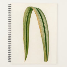 Botanische Mama Vater