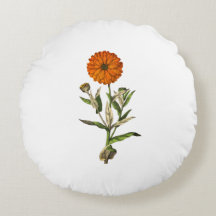 Botanische Marigold-Blume
