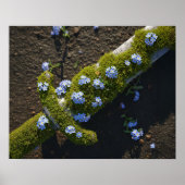 Botanische Mossy Sword Blue Vergiss-Me-Not-Blume Poster (Vorne)