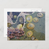 botanische Muscheln Postkarte (Vorne/Hinten)