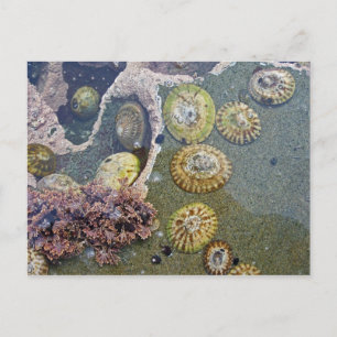 botanische Muscheln Postkarte