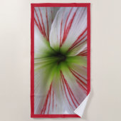 Botanische nahe hohe Foto-Amaryllis-Blume Strandtuch (Vorderseite)