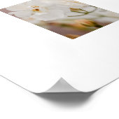 Botanische Naturfotografie der weißen Rosen Poster (Ecke)