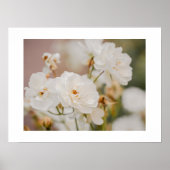 Botanische Naturfotografie der weißen Rosen Poster (Vorne)